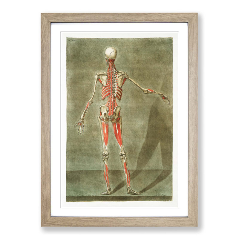 Anatomical Illustration of a Male No. 8 by Gautier-Dagoty - Picture Frame Painting Print, 87cm H x 62cm W x 2cm D, Oak Framed