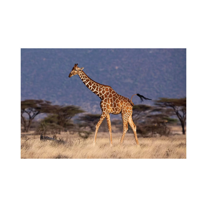 Girafe réticulée à queue ondulée par Mogens Trolle - Photographie sur toile tendue, H 8 po x l 12 po x P 0,75 po