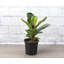 Live Fiddle Leaf Fig Plant