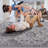 Lint-free, stylish, stain-resistant area rug-1096210878