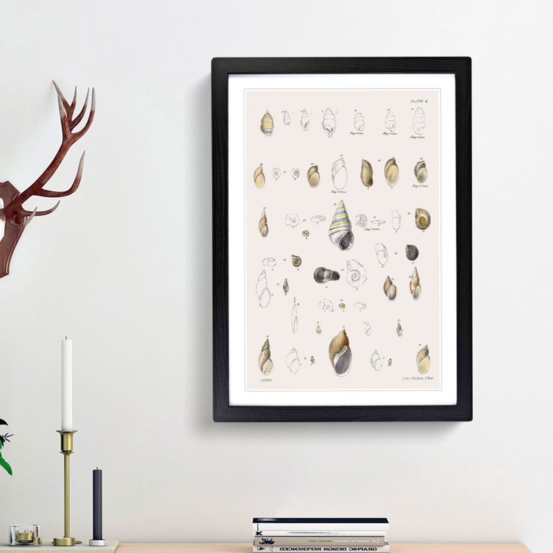 Types of Seashells PL. 4 by J.E. De Kay - Framed Print, 36cm H x 27cm W x 2cm D, Black Framed
