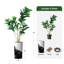 Arbre artificiel en pot moderne Ficus Lyrata-97704305-138916974