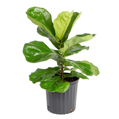 Live Fiddle Leaf Fig Plant in Nursery Pot