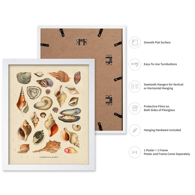 Coquillages, Poster, 24"H x 32"W, White Framed