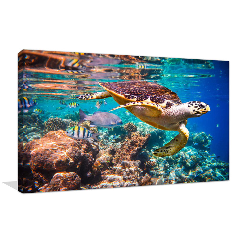 «Seashells», reproduction de photo sur toile tendue, H 36 po x l 60 po x P 1,5 po