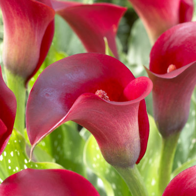 Van Zyverden Callas Indian Summer Set of 5 Bulbs