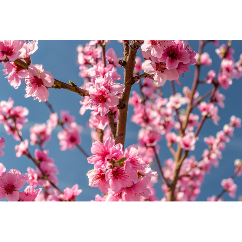 «Blossoming of Peach Trees» - Photographie sur toile tendue, H 20 po x l 30 po