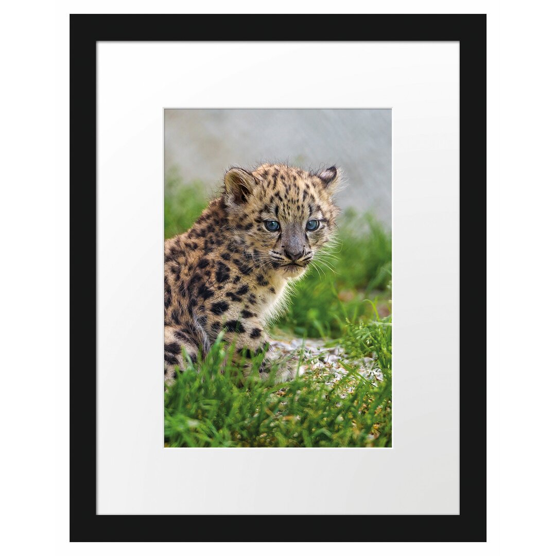 Gerahmtes Poster 'Junger Leopard im Gras'