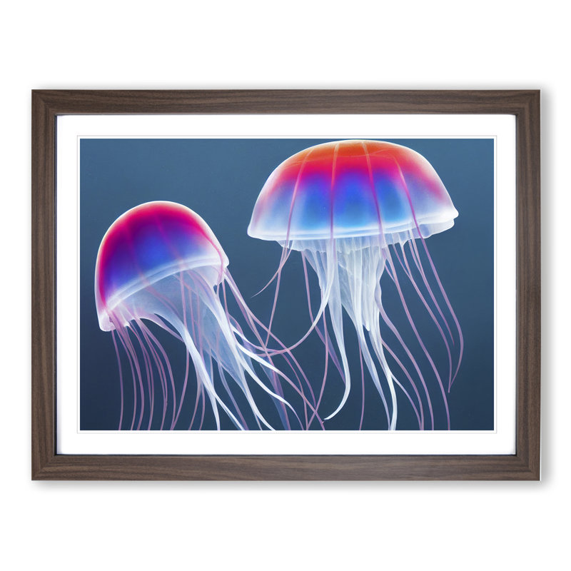 Jellyfish Vol.2 - Single Picture Frame Print, 25cm H x 34cm W x 2cm D, Walnut Framed