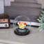 Terrarium Cloche with Wood Base