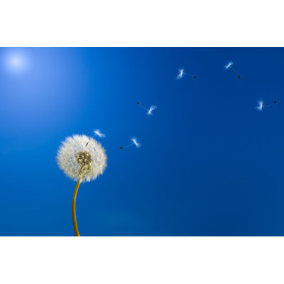 Dandelion Seeds 6 par Ysuel - Photographie sur toile tendue