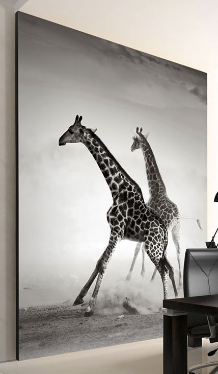 Giraffes 3.09m x 400cm Wallpaper, 350 cm x 270 cm
