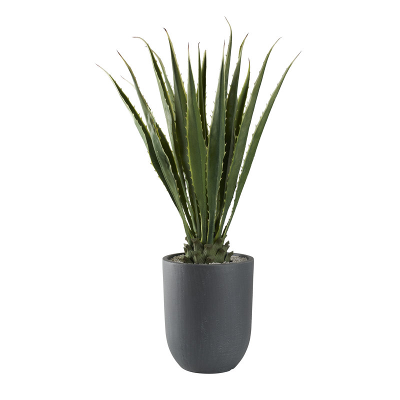 Agave 52 po dans une jardinière ronde
