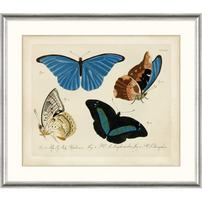Oken's Naturalist Butterfly II Framed Print