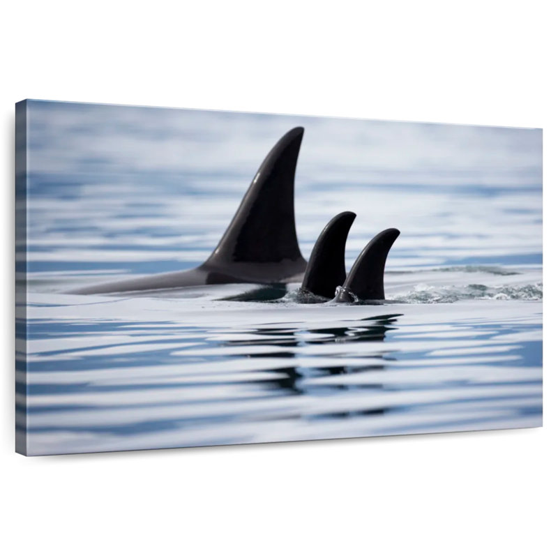 Brampt Killer Whale Fins