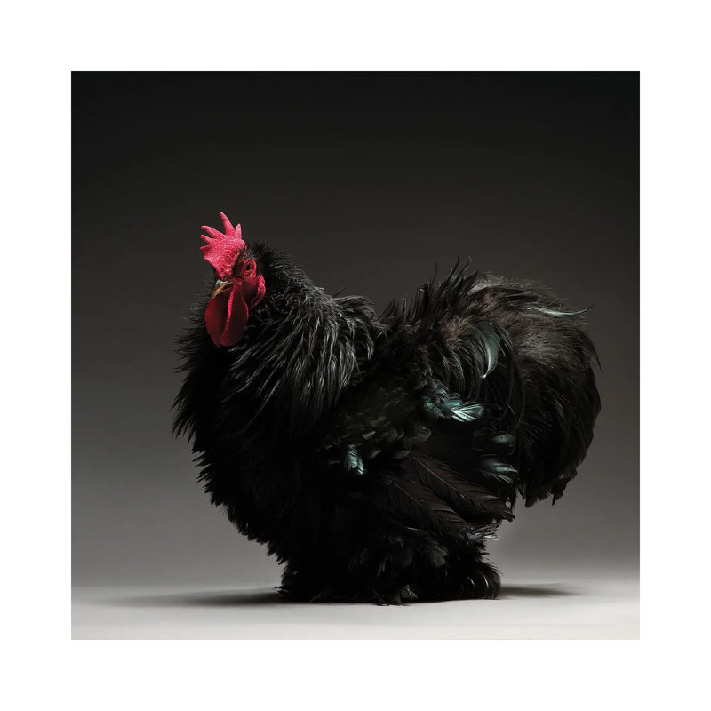 Frizzle Cochin Bantam - Wrapped Canvas Print, 93.98 cm H x 93.98 cm W x 3.175 cm D