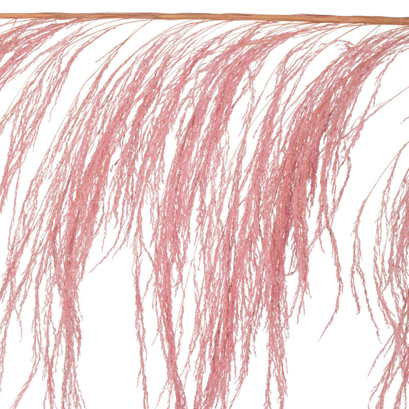 Lei palmier 60-72 po Uva, Rose clair