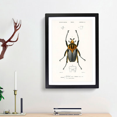 Beetle Illustration PL.6 by Charles D'Orbigny Framed Print