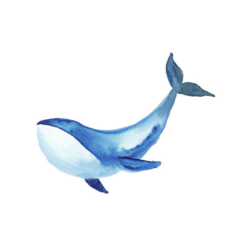 Whale - Wrapped Canvas Print, 20cm H x 30cm W x 3.8cm D