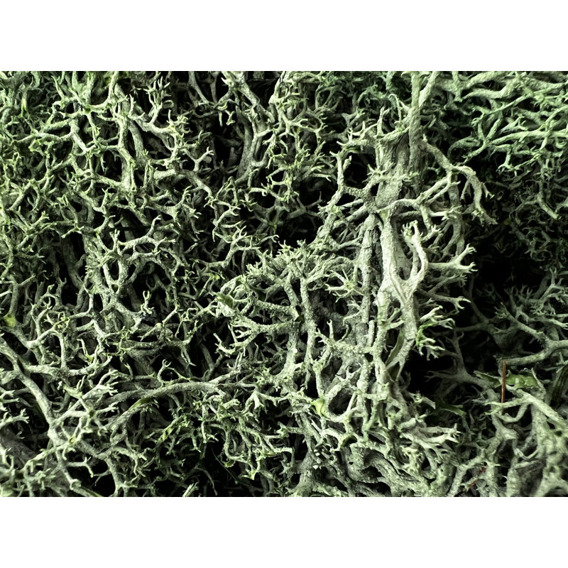 Renne préservée vert mousse, H 2 po x l 7,5 po x P 7,5 po