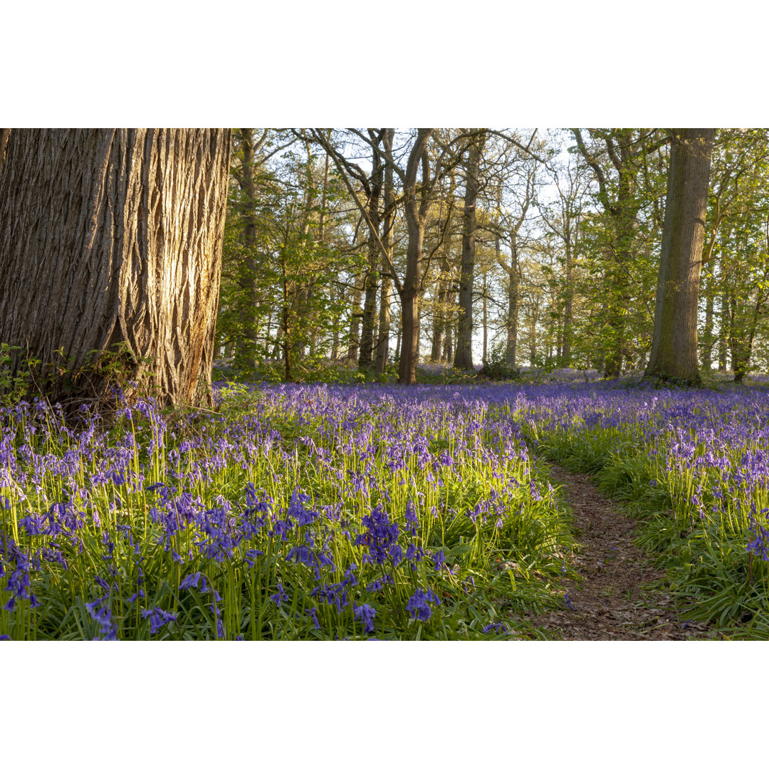 Leinwandbild Ancient Bluebell Woodland in Spring Time