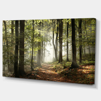 «Green Fall Forest with Sun Rays - Forest», reproduction de photo