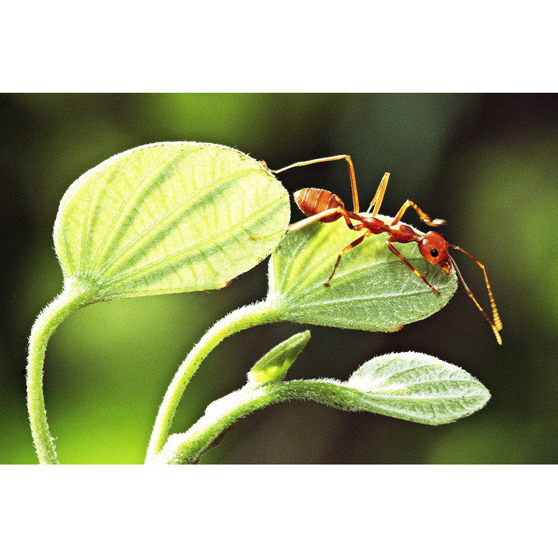 Close Up Ant - Wrapped Canvas Print, 61cm H x 91cm W x 3.8cm D