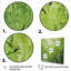 «Kitchen Fennel Herbs Fantasy 3 - Floral Herbs», art mural-1037726627-1037726624