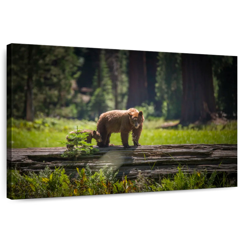 Crowle Sequoia Wild Bears, 24" H x 36" W