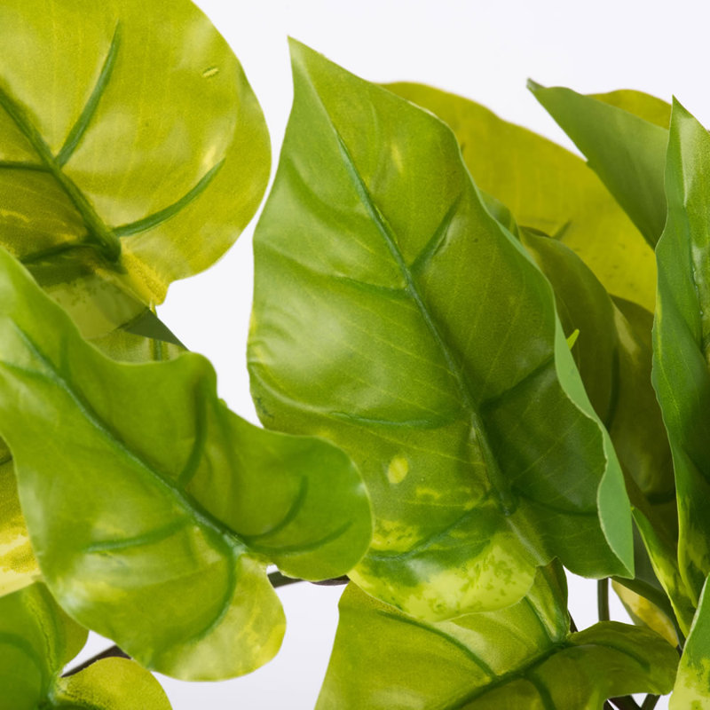 Pothos Arrangement