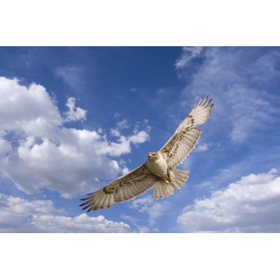 " Hawk Flight " by Stevemcsweeny
