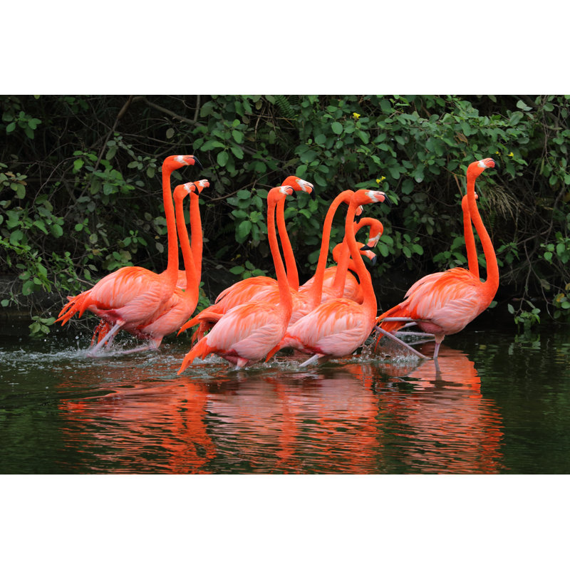 Phoenicopterus Ruber - Wrapped Canvas Print, 30cm H x 46cm W x 3.8cm D