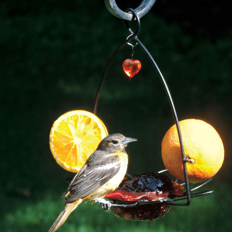 Orange and Black Polycarbonate Oriole Feeder with Heart Ornament