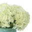 White Hydrangeas in Teal Ceramic Vase
