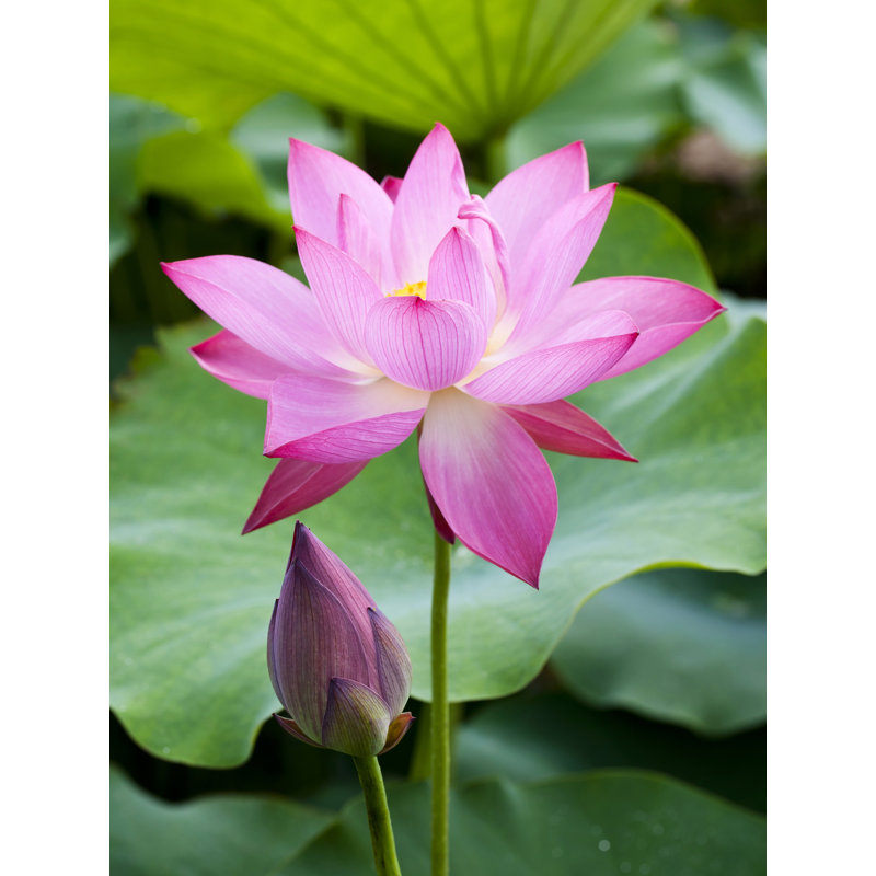 Fleur de lotus - reproduction de photo sur toile tendue, H 36 po x l 24 po x P 1 po