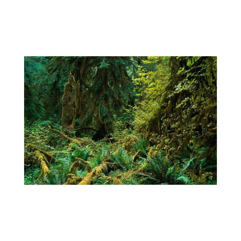 Lush Vegetation in the Hoh Rain Forest, Olympic National Park, Washington 1 Piece Wrapped Canvas Wall Art