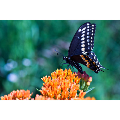 Clardie " Swallowtail Butterfly " by Stephaniefrey