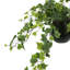 Faux Ivy Plant in Ceramic Pot