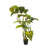 69'' Faux Elephant Ear Tree in Pot Liner