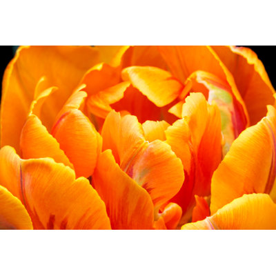 Tulip