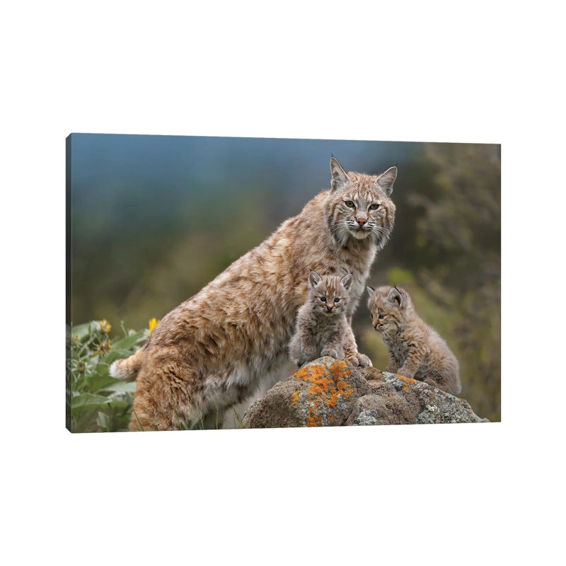 Bobcat Mother And Kittens, North America by Tim Fitzharris - Wrapped Canvas Print, 101.6 cm H x 66.04 cm W x 1.91 cm D