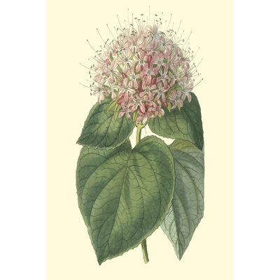 Fragrant Clerodendron 1 Piece Wrapped Canvas Painting