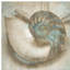 Coastal Gems Iv by John Seba - Print on Canvas-101415973-101415974