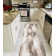 Alban Performance Abstract Indoor Rug