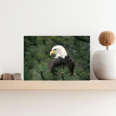 1990S Bald Eagle Heliaeetus Leucocephalus Sitting In Pine Tree Abstract Classic Retro Bird Landscape Nature Wall Art