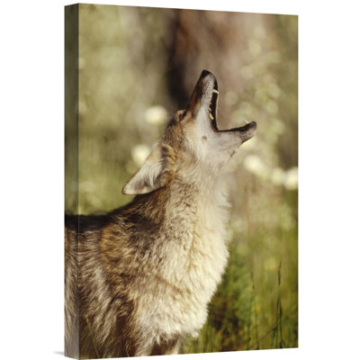 " North America 'Coyote Adult Howling' "