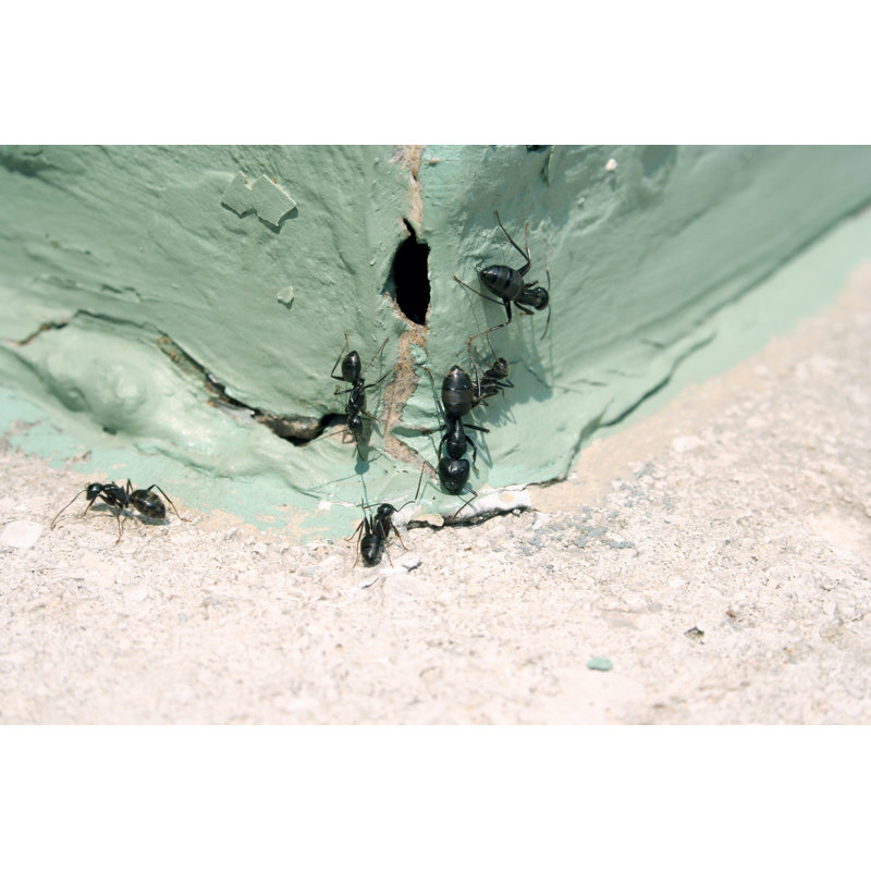 Ants by Clairedj1 - No Frame Print on Canvas, 51cm H x 76cm W