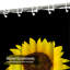 Rideau de douche tournesol noir avec 12 crochets-715031503