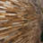 Teak Matrix 