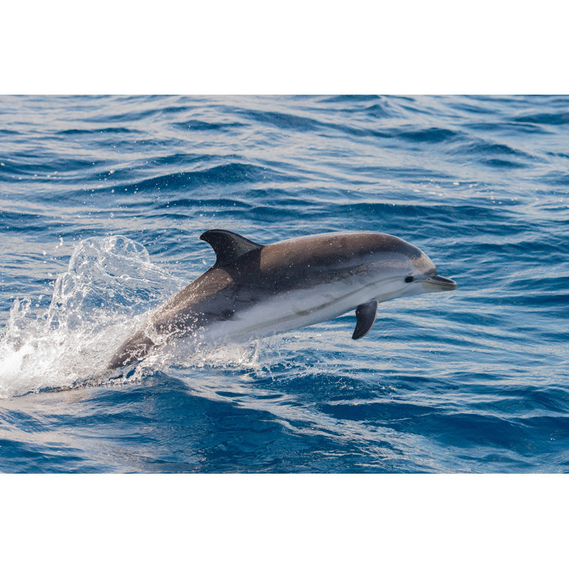 Dolphin Diving - Wrapped Canvas Print, 51cm H x 76cm W x 3.8cm D